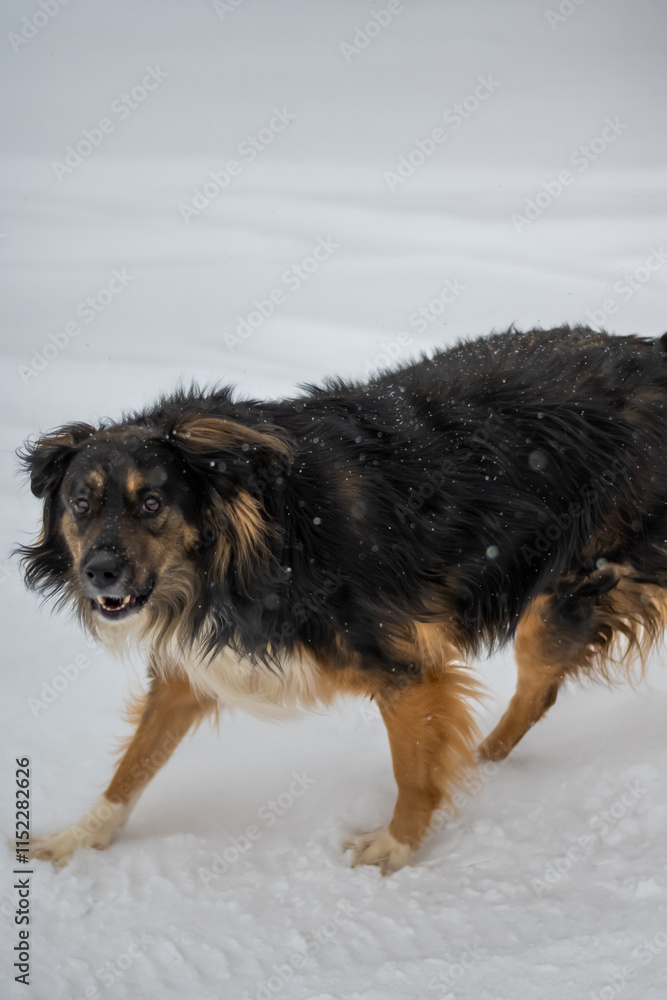 Dog posing outdoors running fast on a snow in winter. Winter concept. High quality photo. Dog posing outdoors running fast on a snow in winter. Winter concept. High quality photo.