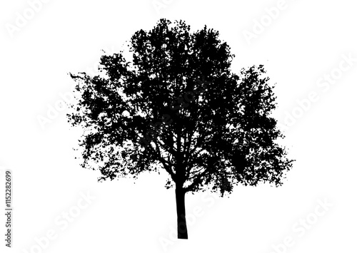 tree, isolated, nature, white, silhouette, branch, plant, leaf, green, forest, vector, oak, single, black, illustration, leaves, summer, season, environment, spring, pine, wood, trunk, one, landscape