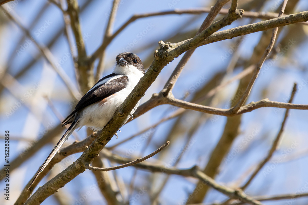 Fototapeta premium Closeup of black and white Taita Fiscal oir Teita Fiscal (Lanius dorsalis) bird during Safari in Arusha National Park in Tanzania East Africa