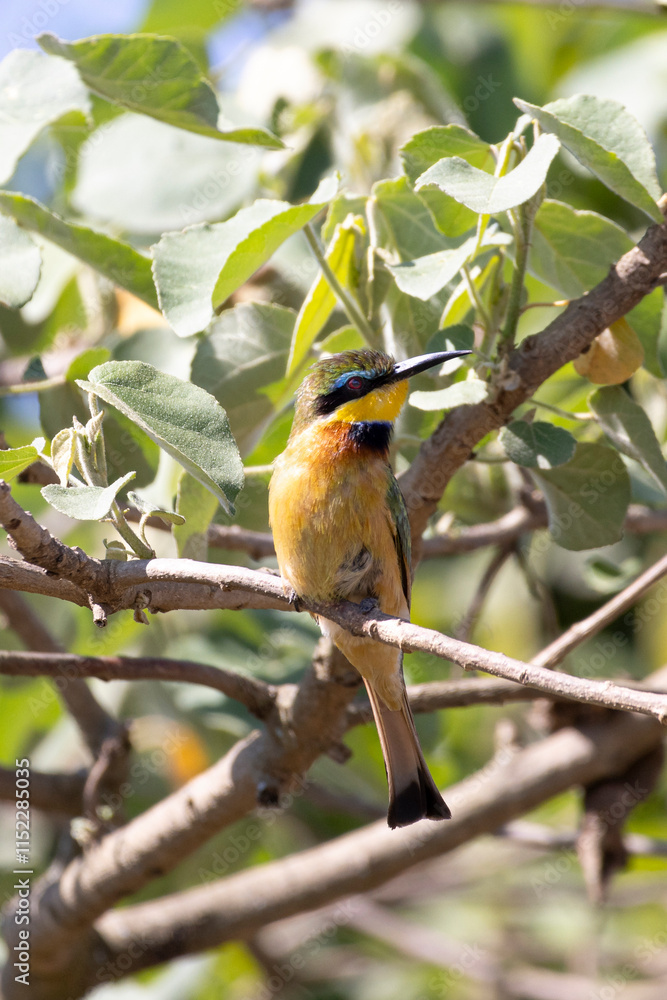 Colroful Little bee-eater (Merops pusillus) perched in tree during safari in Arusha National Park in Tanzania East Africa Colroful Little bee-eater (Merops pusillus) perched in tree during safari in Arusha National Park in Tanzania East Africa