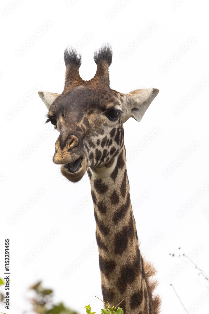 High key and closeup of Masai Giraffe during Safari in Arusha National Park in Tanzania East Africa High key and closeup of Masai Giraffe during Safari in Arusha National Park in Tanzania East Africa