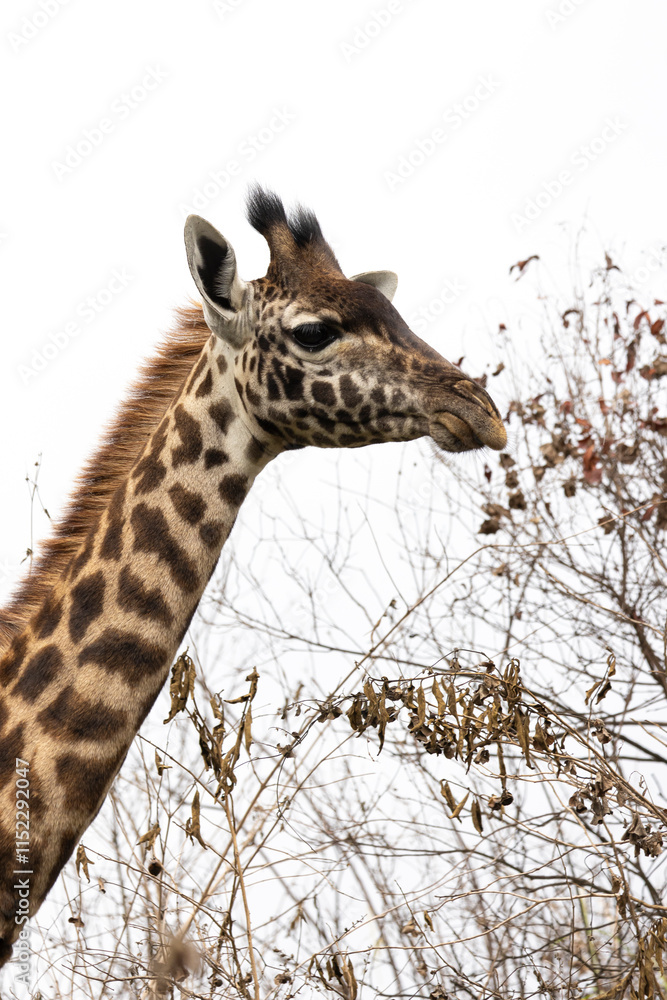 High key and closeup of Masai Giraffe during Safari in Arusha National Park in Tanzania East Africa High key and closeup of Masai Giraffe during Safari in Arusha National Park in Tanzania East Africa