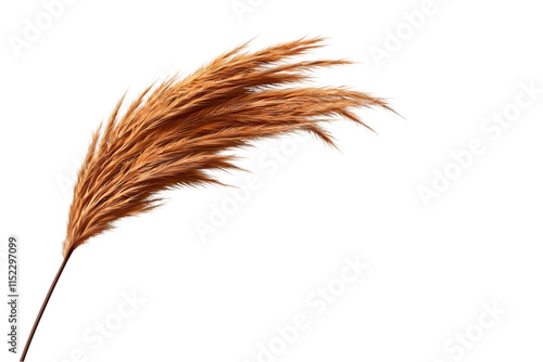 Soft brown pampas grass plume swaying gently against a transparent background, symbolizing natural beauty and tranquility in bohemian decor settings