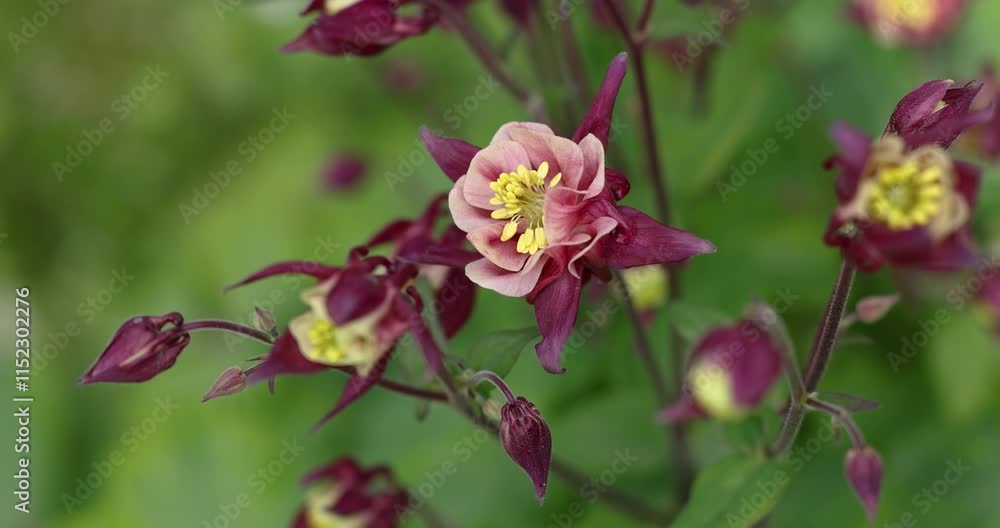 Blooming aquilegia flowers in spring garden Blooming aquilegia flowers in spring garden