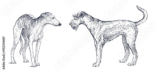 Sketches of airedale terrier and greyhound dogs standing and looking, realistic hand drawing, vector illustration