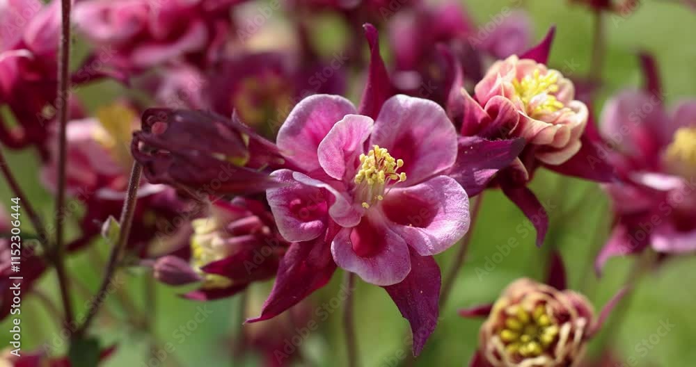 Blooming columbine flowers in spring garden Blooming columbine flowers in spring garden