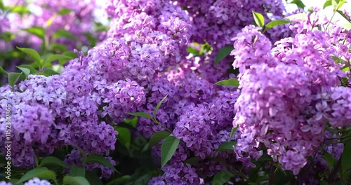 Gentle lilac flowers swaying in the breeze