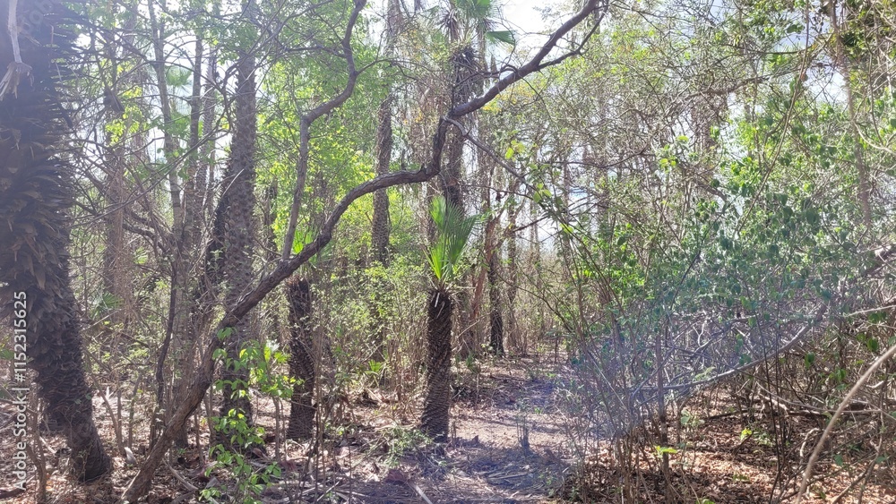Vegetação da caatinga no nordeste do Brasil