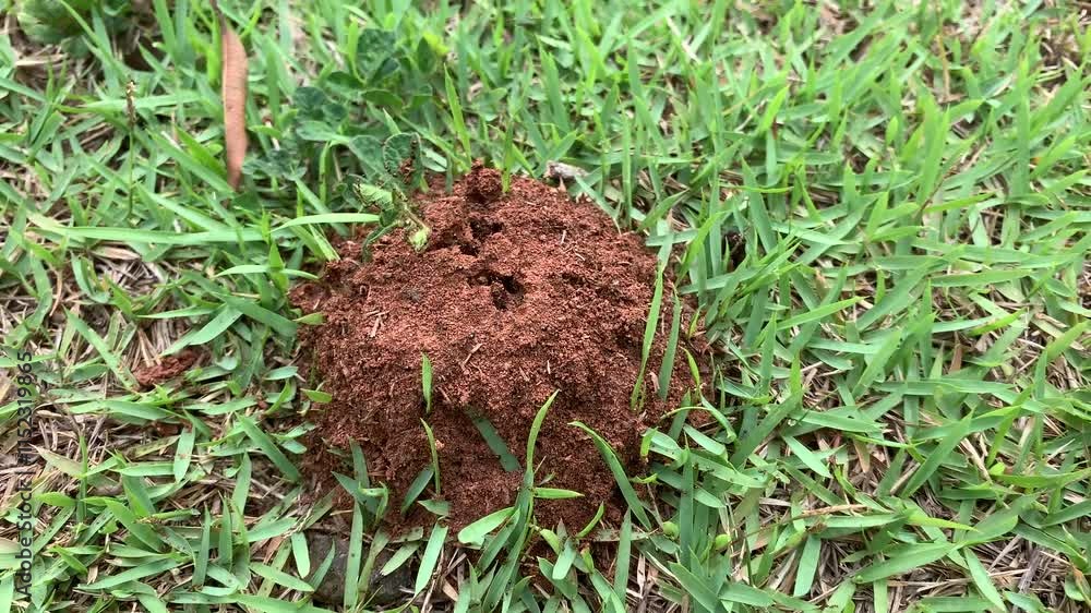 anthill full of ants anthill full of ants