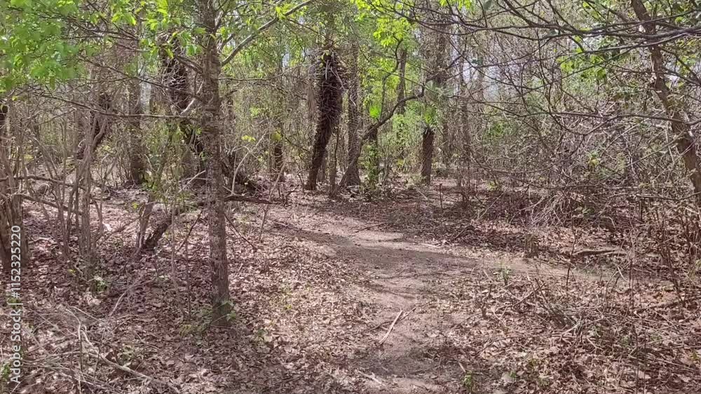 Rotacionando em meio a vegetação da caatinga no nordeste e sertão do Brasil Rotacionando em meio a vegetação da caatinga no nordeste e sertão do Brasil