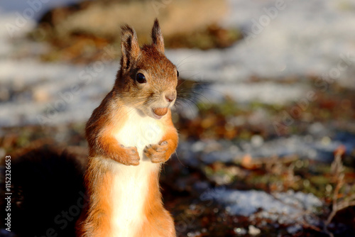 Photography squirrel