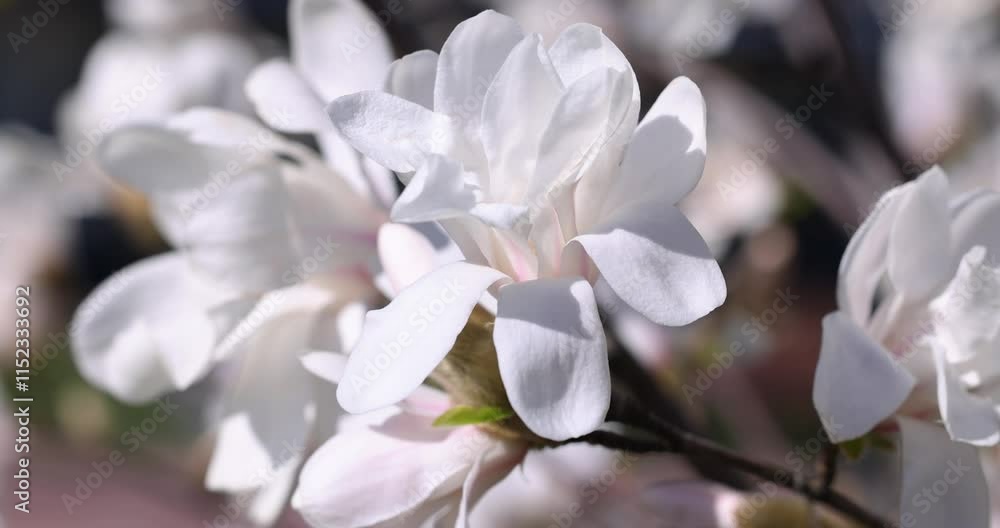 Delicate white magnolia blossoms in spring sunlight Delicate white magnolia blossoms in spring sunlight