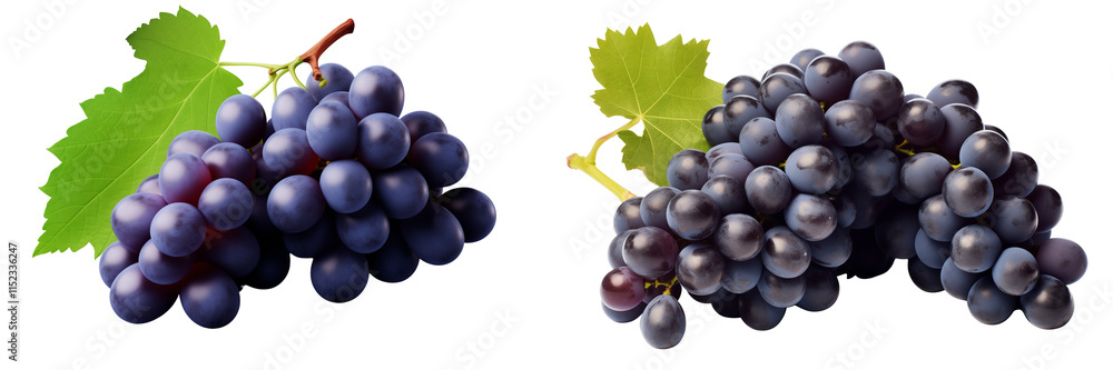 Set of a bunch of fresh blue grapes, isolated on transparent background. Set of a bunch of fresh blue grapes, isolated on transparent background.