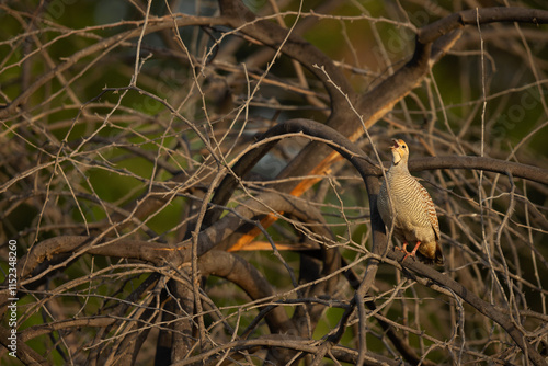 Grey francolin perched on acacia tree calling photo