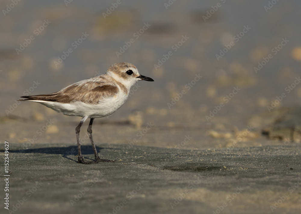 Closeup of a Greater sand plover at Busaiteen coast of Bahrain Closeup of a Greater sand plover at Busaiteen coast of Bahrain