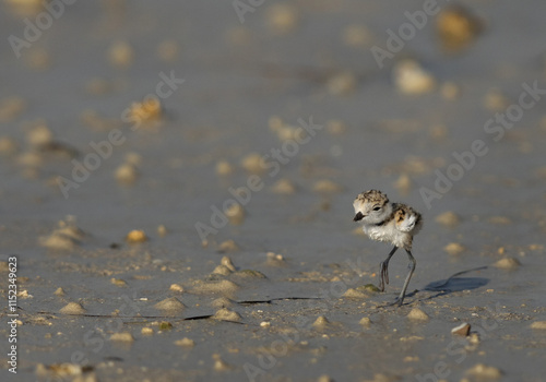 Kentish Plover chick at Busiateen coast, Bahrain photo