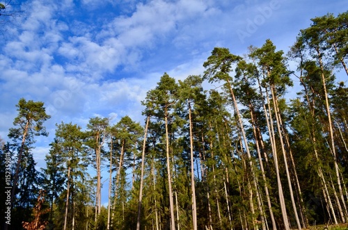 Fototapeta Naklejka Na Ścianę i Meble -  view of pine forest against blue sky bottom view