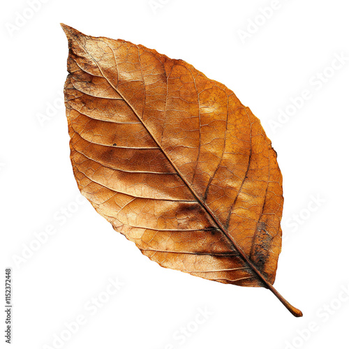 A detailed autumn dry leaf with intricate veins and rich brown hues, isolated on a transparent cutout background
 photo