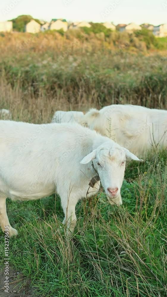 A small herd of white goats eating grass in a meadow at sunset. A small herd of white goats eating grass in a meadow at sunset.