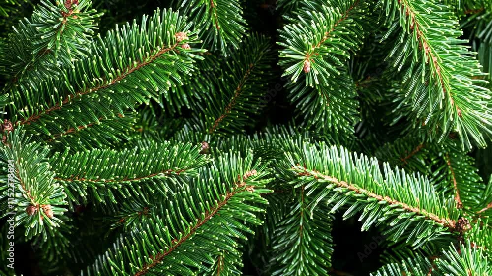 Lush green pine branches create a dense, vibrant backdrop for a peaceful nature scene Lush green pine branches create a dense, vibrant backdrop for a peaceful nature scene