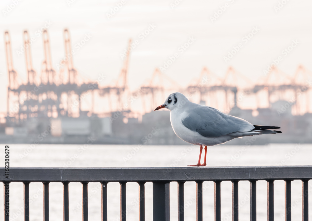 Obraz premium seagull on the pier