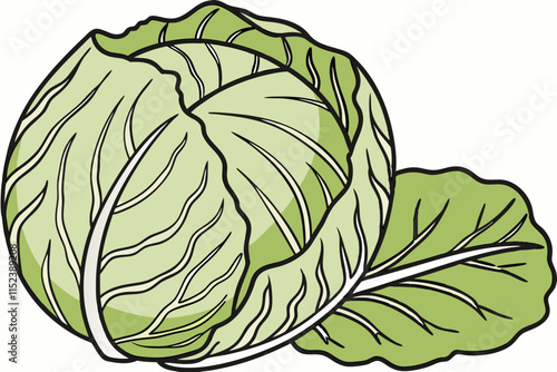 Cabbage – A dense, rounded head with layered leaves vector silhouette on a white background