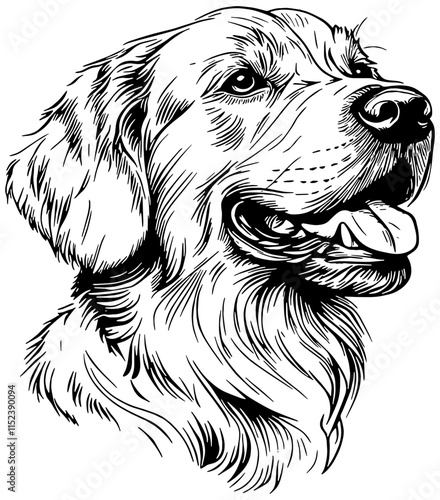 Portrait of a Golden Retriever Dog, isolated 