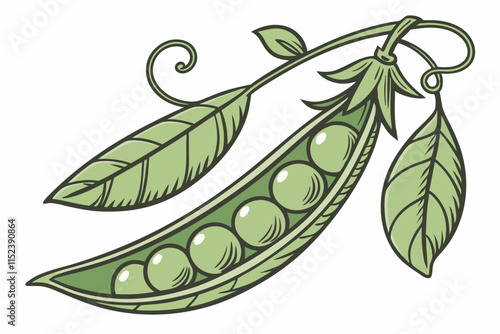 Peas vector Silhouette: Curved Pod with Visible Rounded Peas on White Background