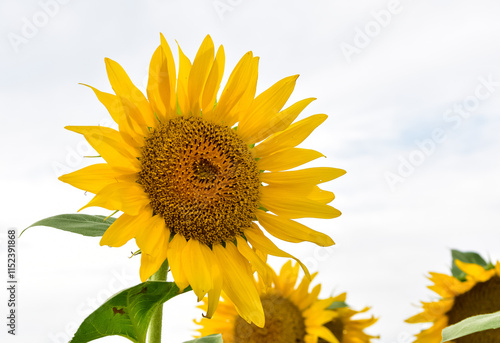 yellow flowers, agricultural products. photos of sunflowers. photo