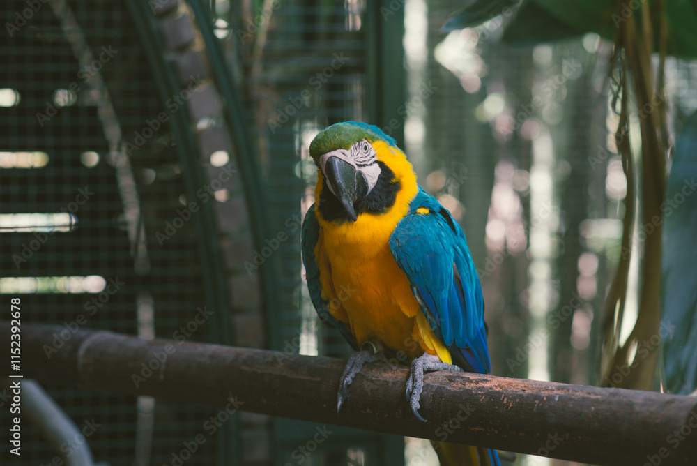 Obraz premium Guacamayo en Temaikén
