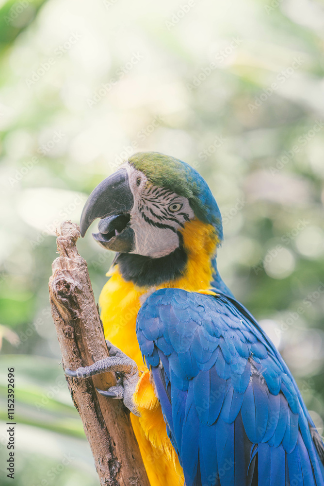 Fototapeta premium Guacamayo azul, amarillo y verde