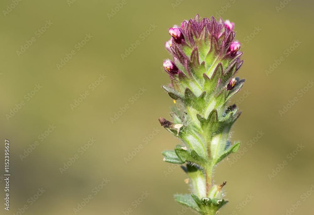 wild plants, photos of various red wild flowers wild plants, photos of various red wild flowers