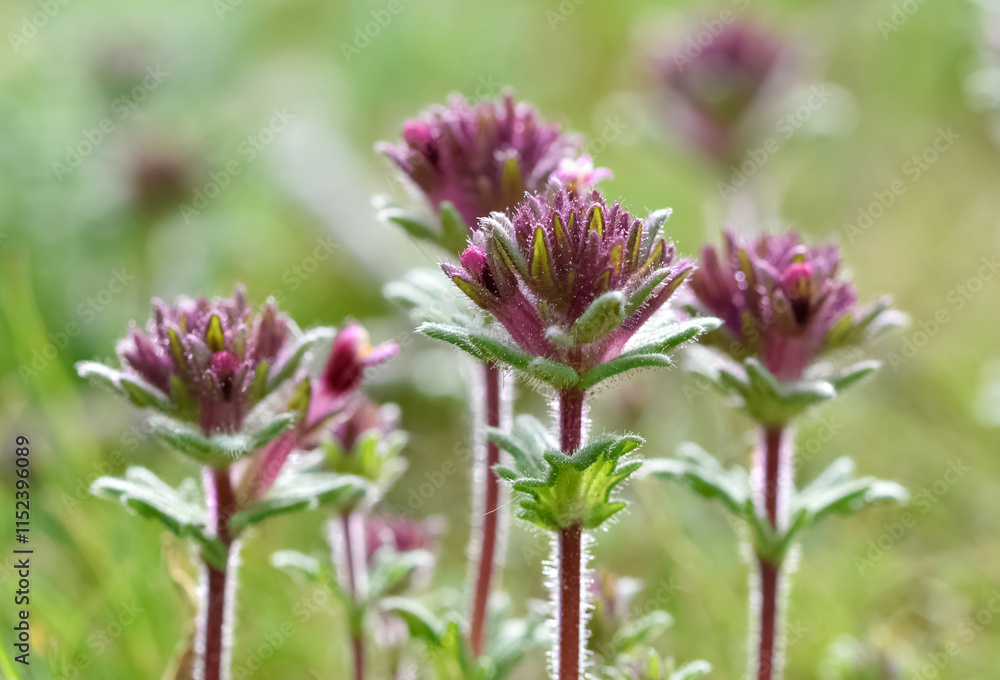 wild plants, photos of various red wild flowers wild plants, photos of various red wild flowers