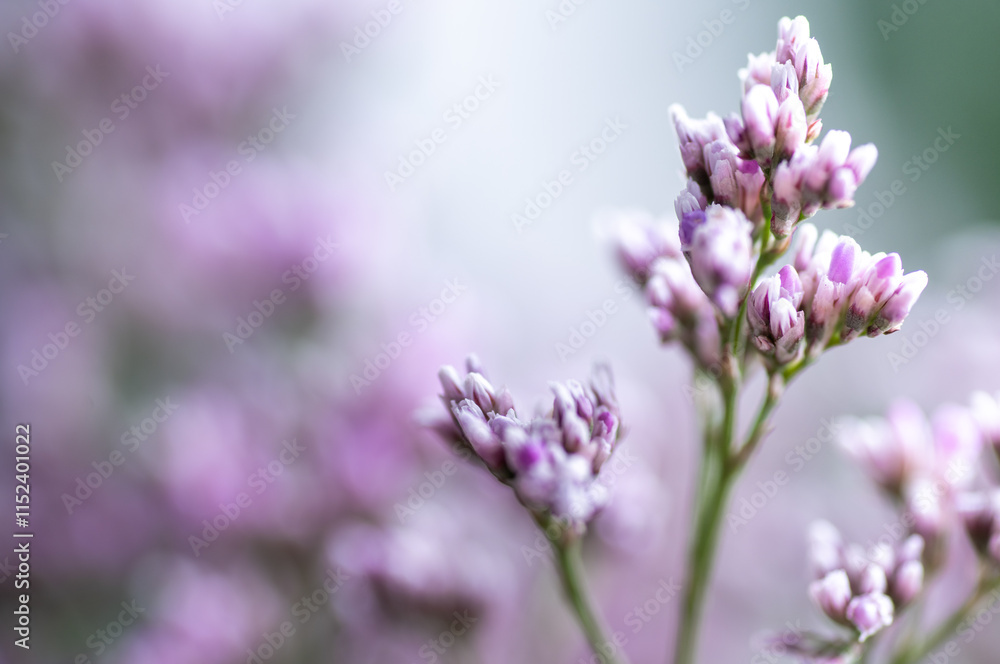 Obraz premium Macro Close up of Sea Lavender Flowers