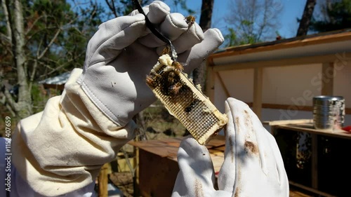 Close up of bee queen locked in small cage to be placed inside beehive where honey bees with chew or bite through hole stuffed with wax releasing queen to hive.