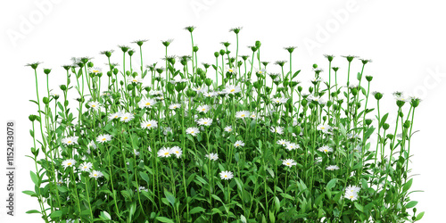 White daisies with green stems isolated on transparent background