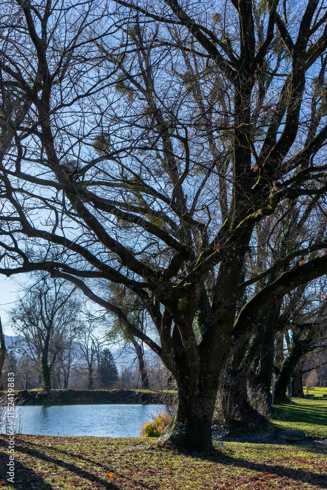 Naklejka premium Trees with misteltoes in late autumn / fall on the lake Jannersee in Lauterach in Vorarlberg