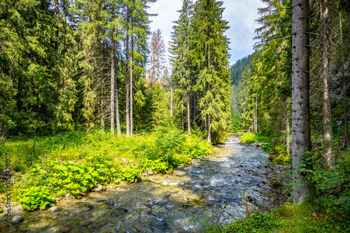 The Demanovka River flows gently through the Low Tatras, surrounded by vibrant greenery and tall trees under a bright sky, creating a serene natural habitat perfect for exploration and relaxation. photo