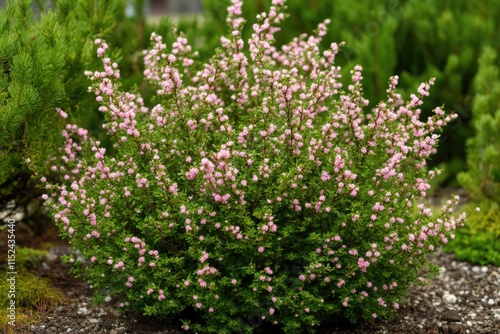 Wallpaper Mural A bush with pink flowers in a garden setting, suitable for use in lifestyle and nature photography Torontodigital.ca