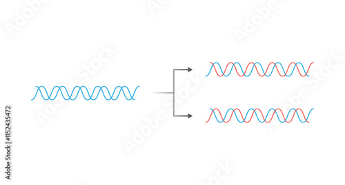 Semiconservative Method of DNA Replication Science Design. Vector Illustration.