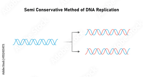 Semiconservative Method of DNA Replication Science Design. Vector Illustration.