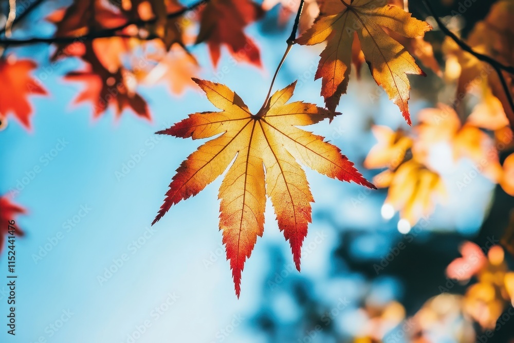 Vibrant autumn maple leaf against a blue sky. Vibrant autumn maple leaf against a blue sky.