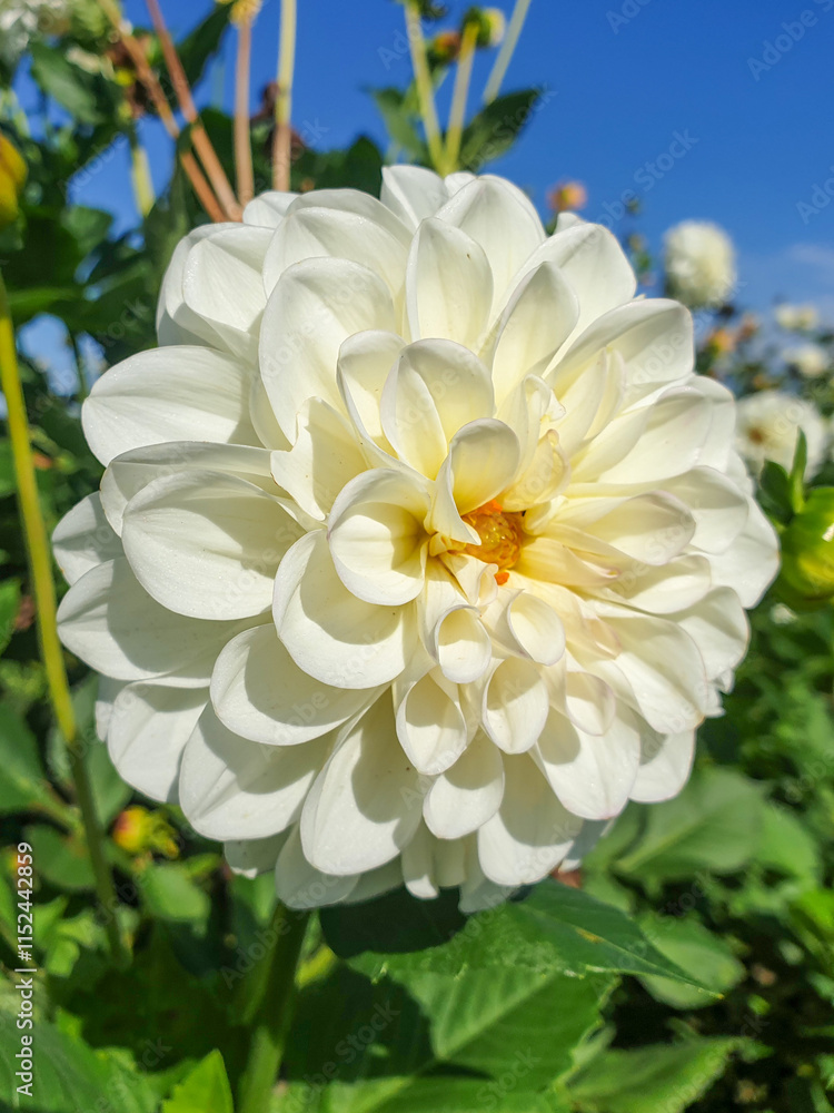 Dahlia (in german Dahlie) Dahlia