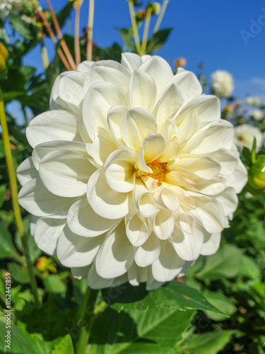 Obraz na płótnie Dahlia (in german Dahlie) Dahlia w salonie