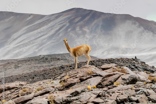 Vicuna wild animal in Chile Atacama desert high altitude altiplano and salt flats environment. Vicunas herds among mountains and volcanoes in the wild nature of South America photo