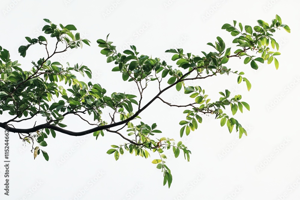 Lush green branch with leaves isolated on white background. Lush green branch with leaves isolated on white background.