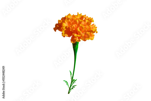 Canvas Print Orange flower with green stem, isolated on white background