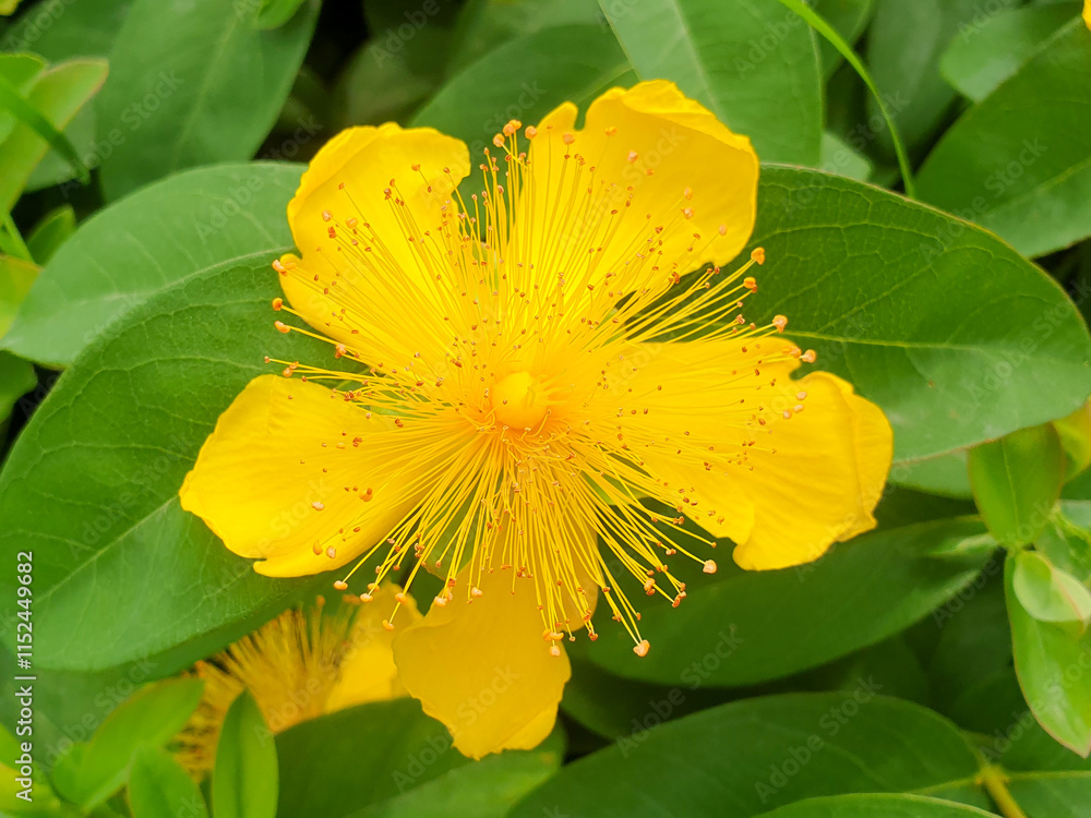 Aaron’s-beard, rose of Sharon, great St.-John’s-wort (Großer Schuppenkopf also Riesen-Schuppenkopf Großblumige Johanniskraut) Hypericum patulum