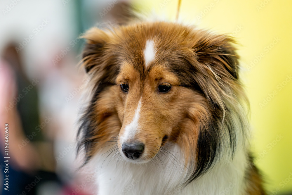 close up of a dog, Shetland Sheepdog close up of a dog, Shetland Sheepdog