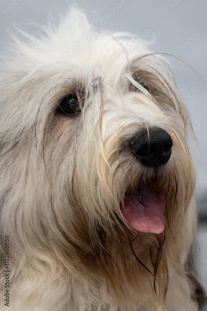 portrait of a white dog, bobtail portrait of a white dog, bobtail